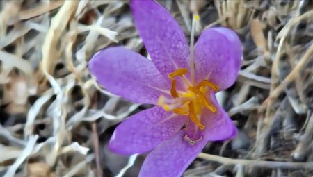 Harran Üniversitesi’nden Önemli Keşif: Güz Çiğdeminin Yeni Türü Literatüre Kazandırıldı