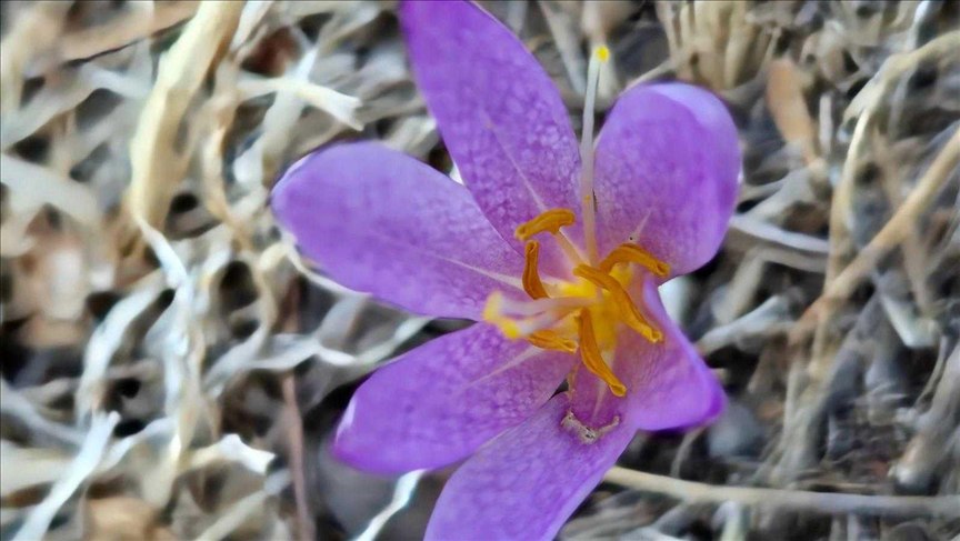 Harran Üniversitesi’nden Önemli Keşif: Güz Çiğdeminin Yeni Türü Literatüre Kazandırıldı