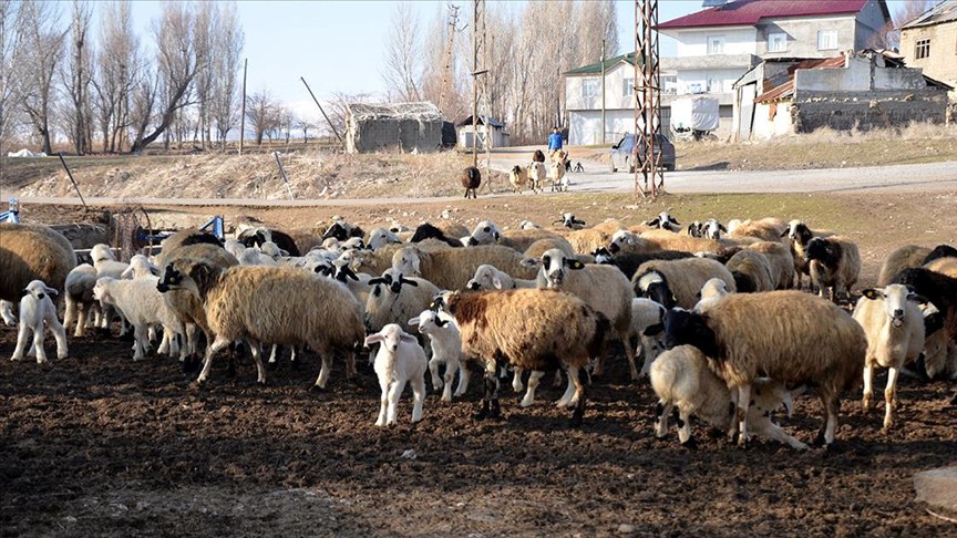 Muş’ta Küçükbaş Hayvan Varlığının Artması Bekleniyor