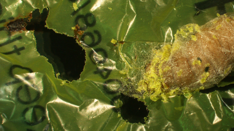 Çevre Sorununa Doğal Çözüm: Plastik Yiyen Solucan Keşfi!